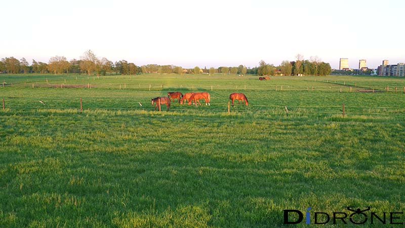 Paarden in weide